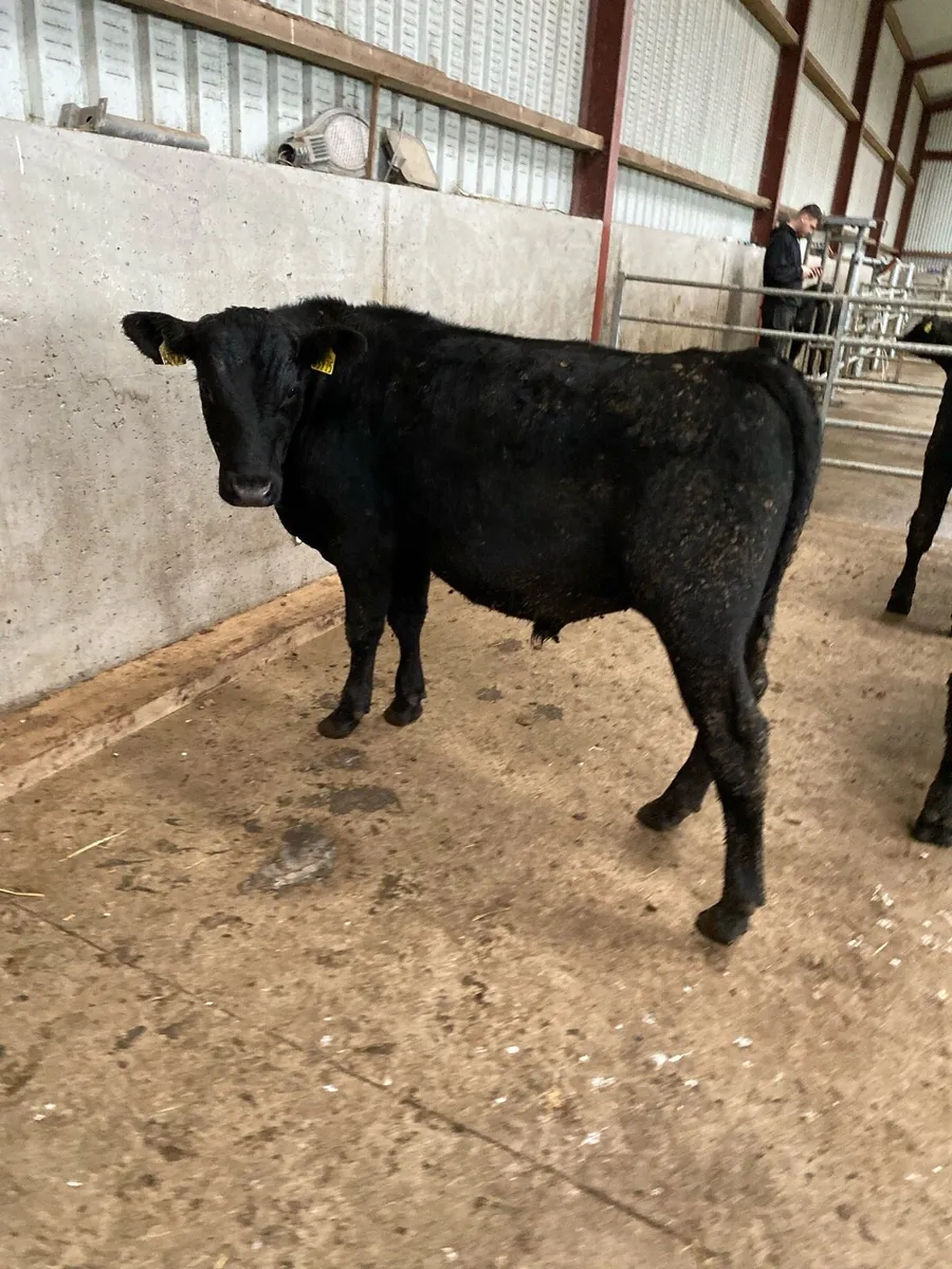 AA bulls weanlings - Image 1