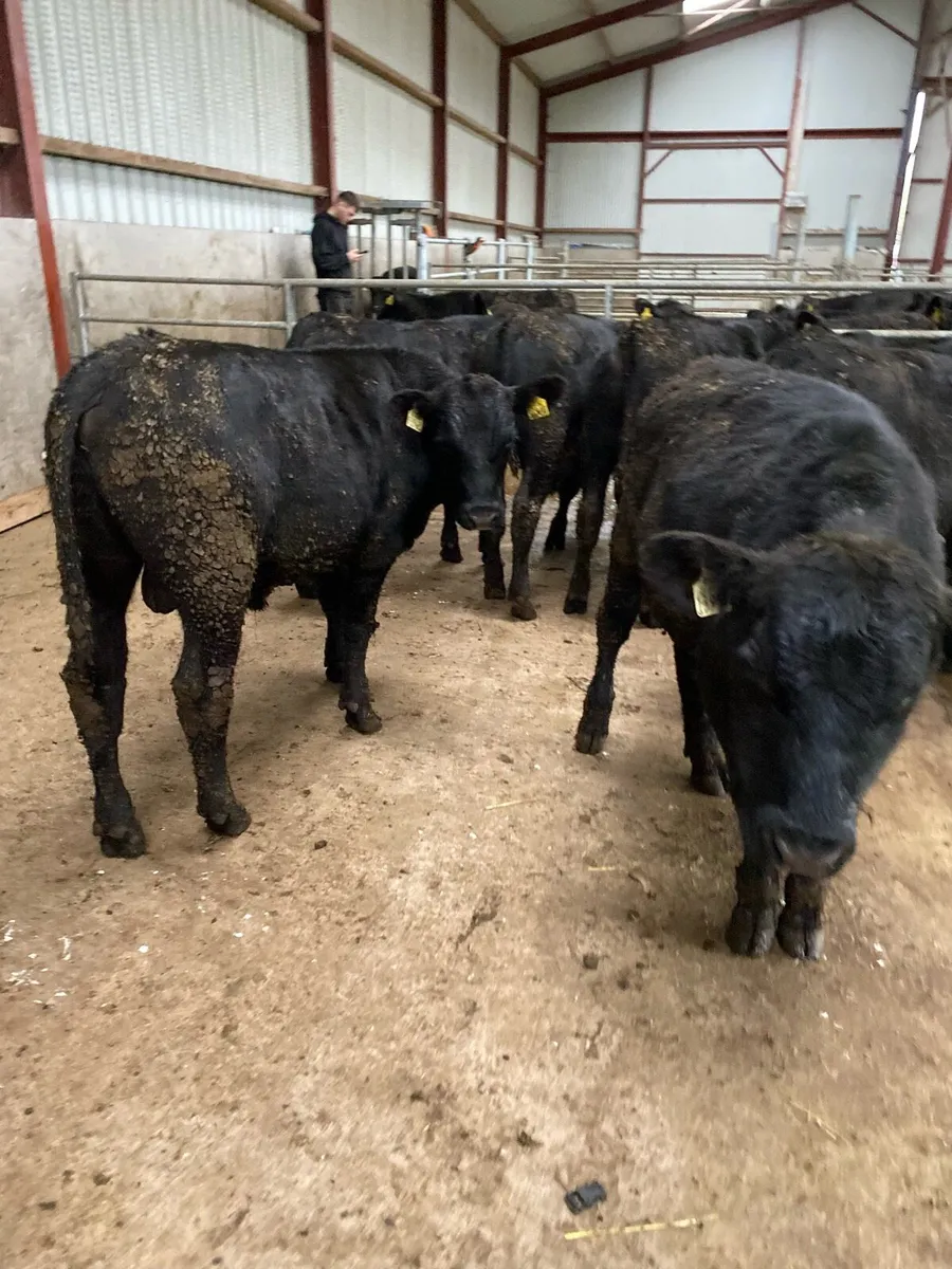 AA bulls weanlings - Image 2