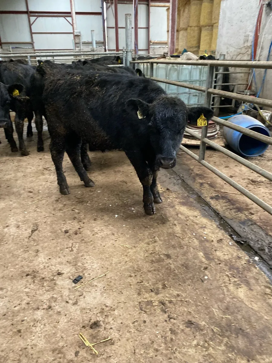 AA bulls weanlings - Image 3
