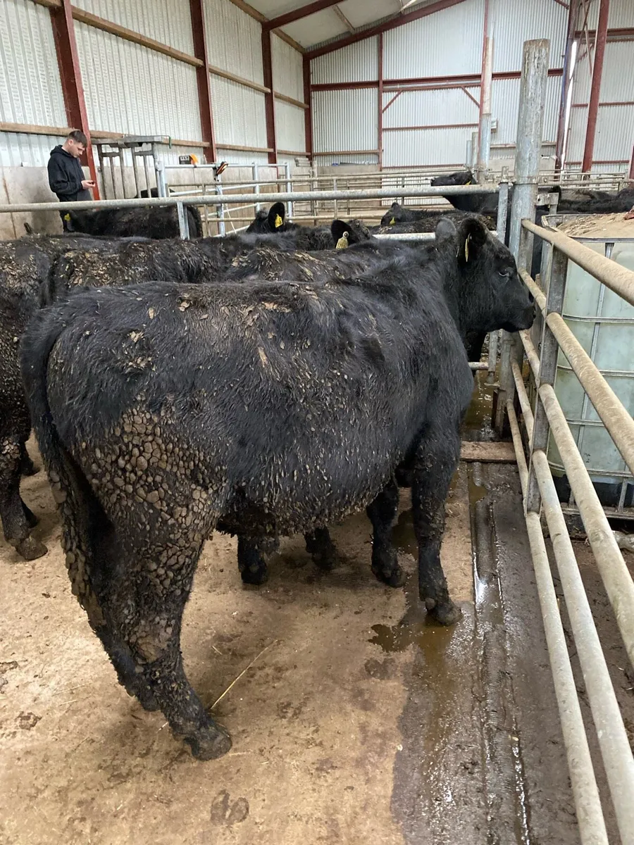 AA bulls weanlings - Image 4