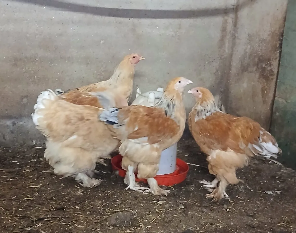 Lemon Pyle Brahma - Image 1