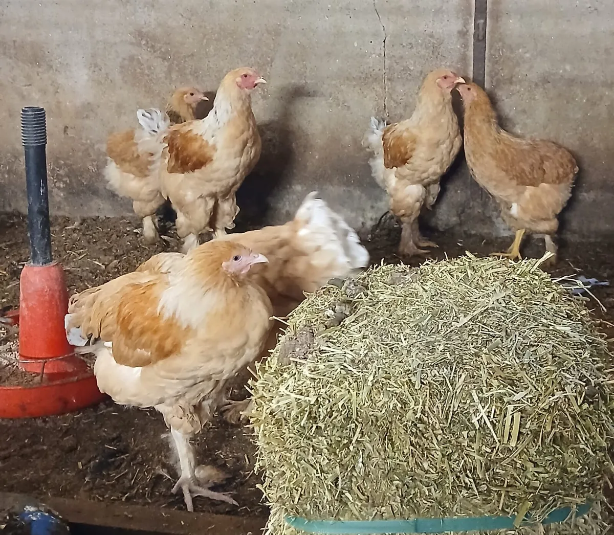 Lemon Pyle Brahma - Image 4