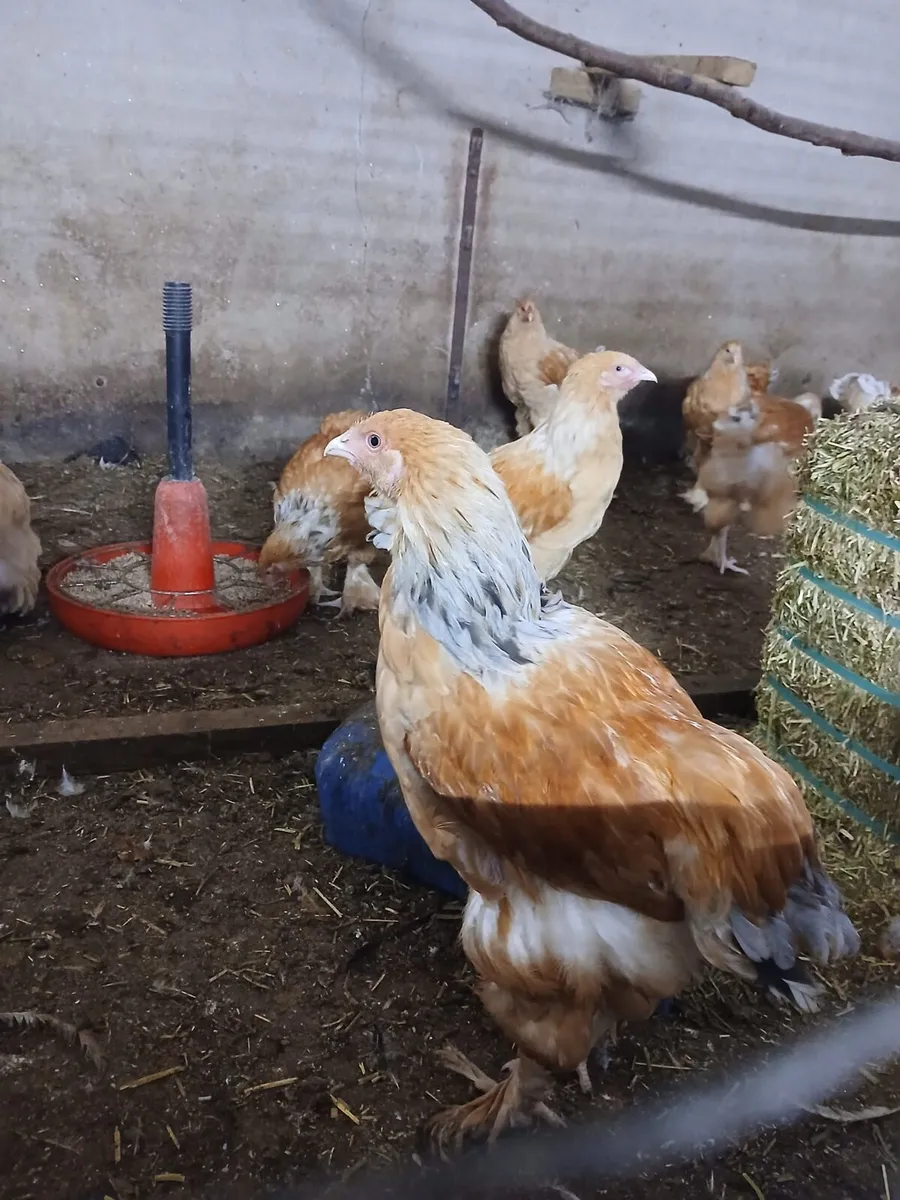 Lemon Pyle Brahma - Image 2