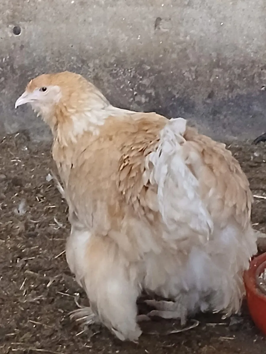 Lemon Pyle Brahma - Image 3