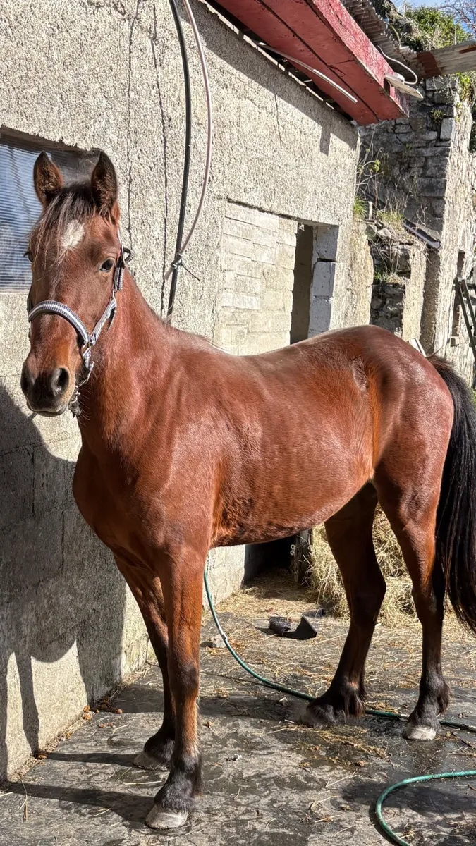 Half breed Filly - Image 2