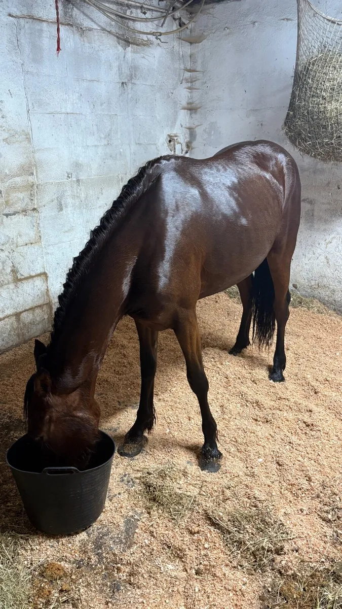 Half breed Filly - Image 4