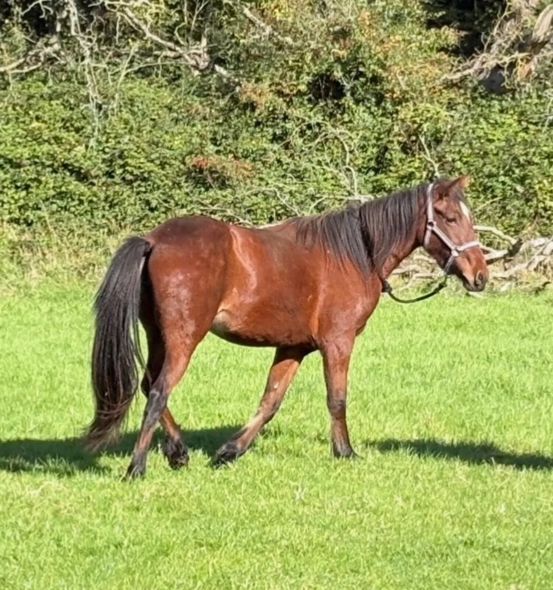Half breed Filly - Image 1