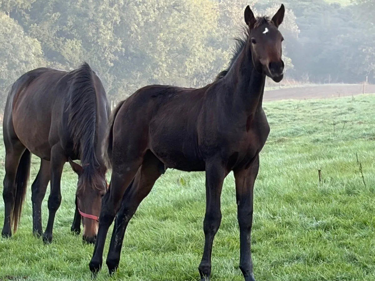 Ulrik Van’t Merelsnest Colt Foal - Image 1