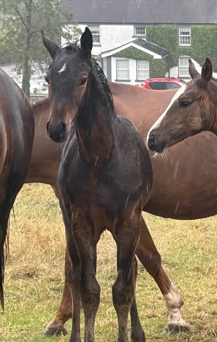 Ulrik Van’t Merelsnest Colt Foal - Image 3
