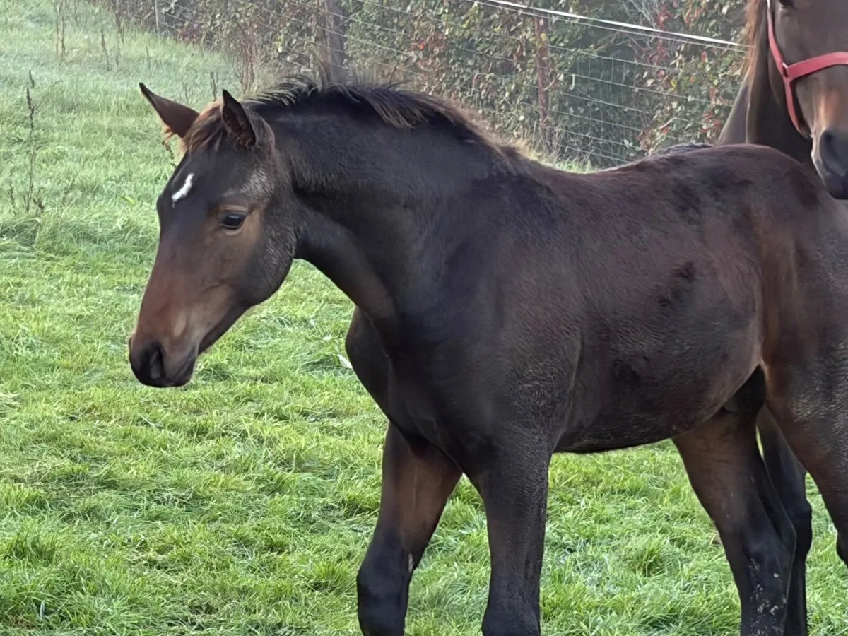 Ulrik Van’t Merelsnest Colt Foal - Image 4