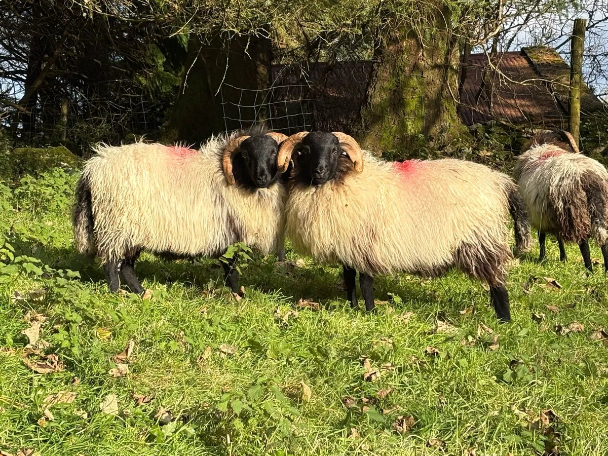 Mayo Blackface rams - Image 2