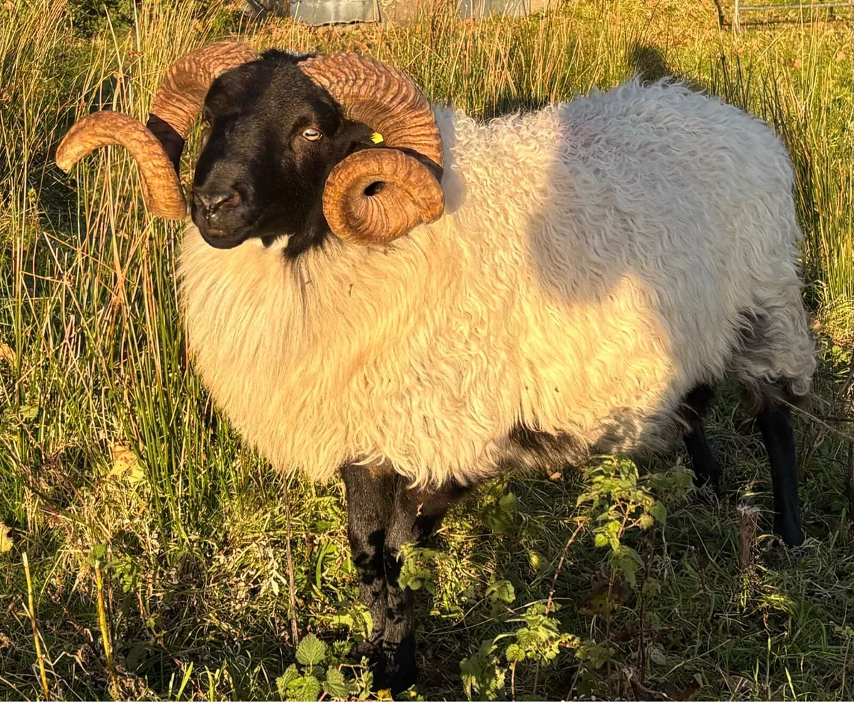 Mayo Blackface rams - Image 4