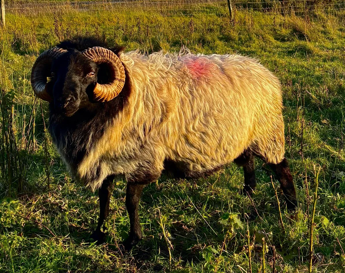 Mayo Blackface rams - Image 1