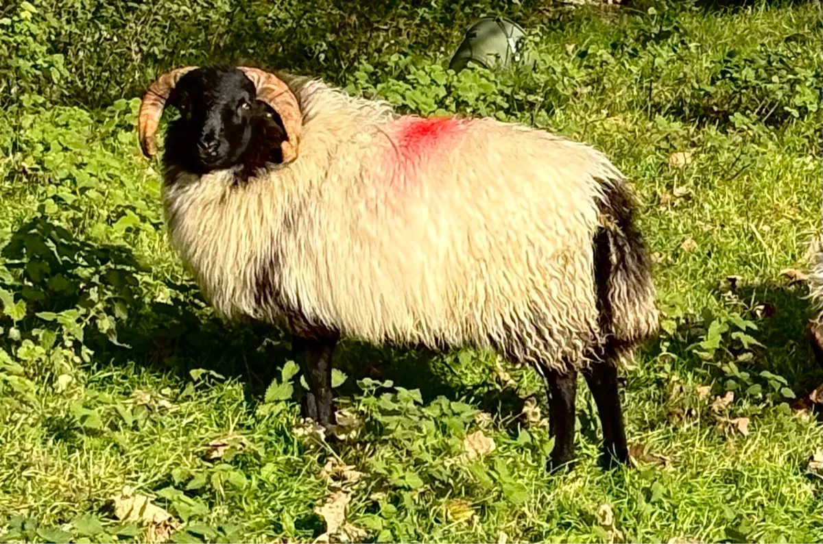 Mayo Blackface rams - Image 3