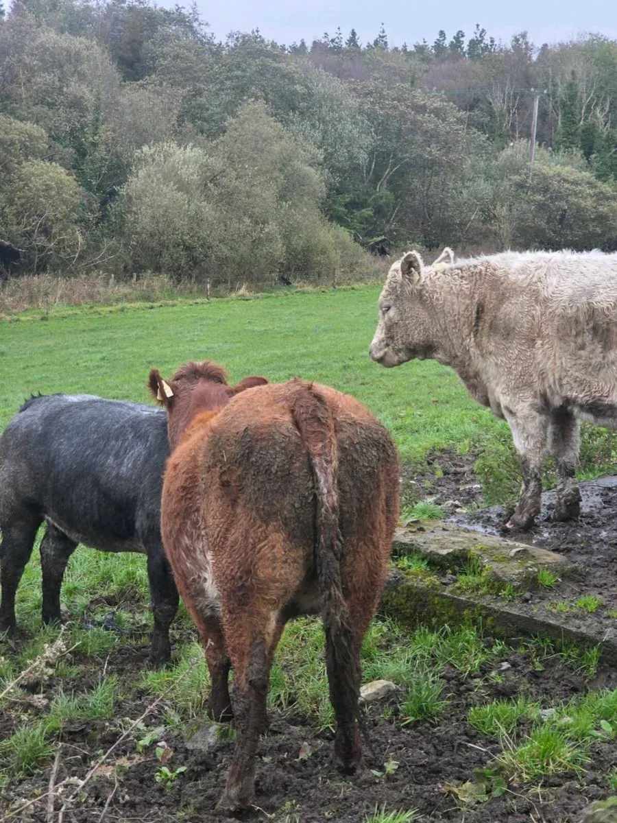 Heifers - Image 1