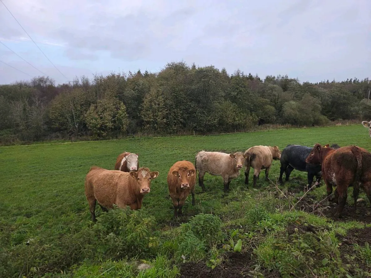 Heifers - Image 2