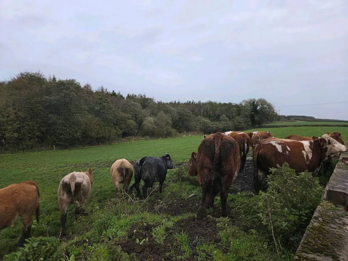 Heifers - Image 4