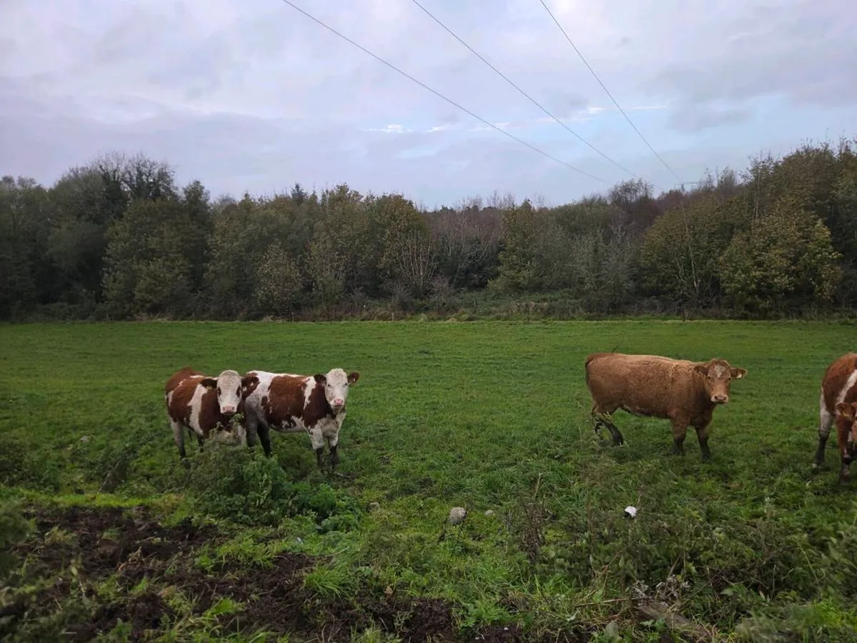 Heifers - Image 3