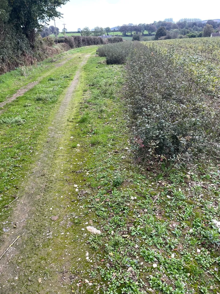 Hedging - Image 2