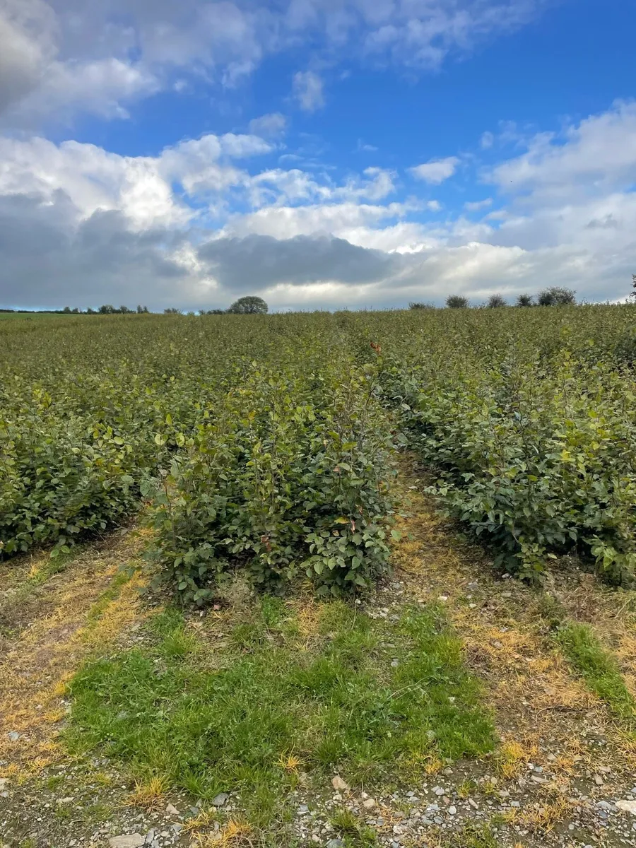 Hedging - Image 3