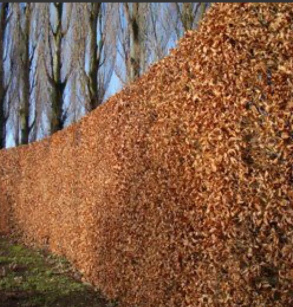 Hedging - Image 1