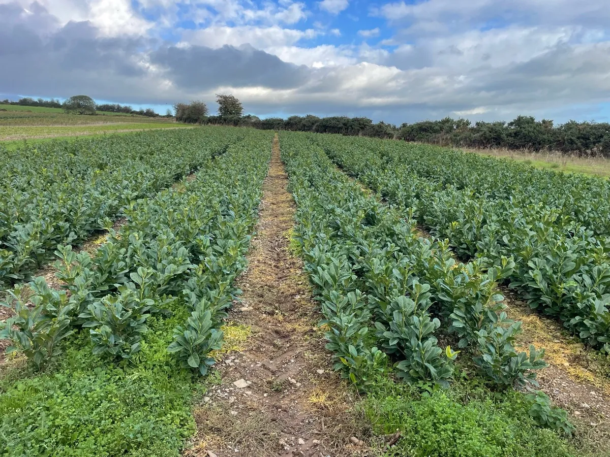 Hedging - Image 4