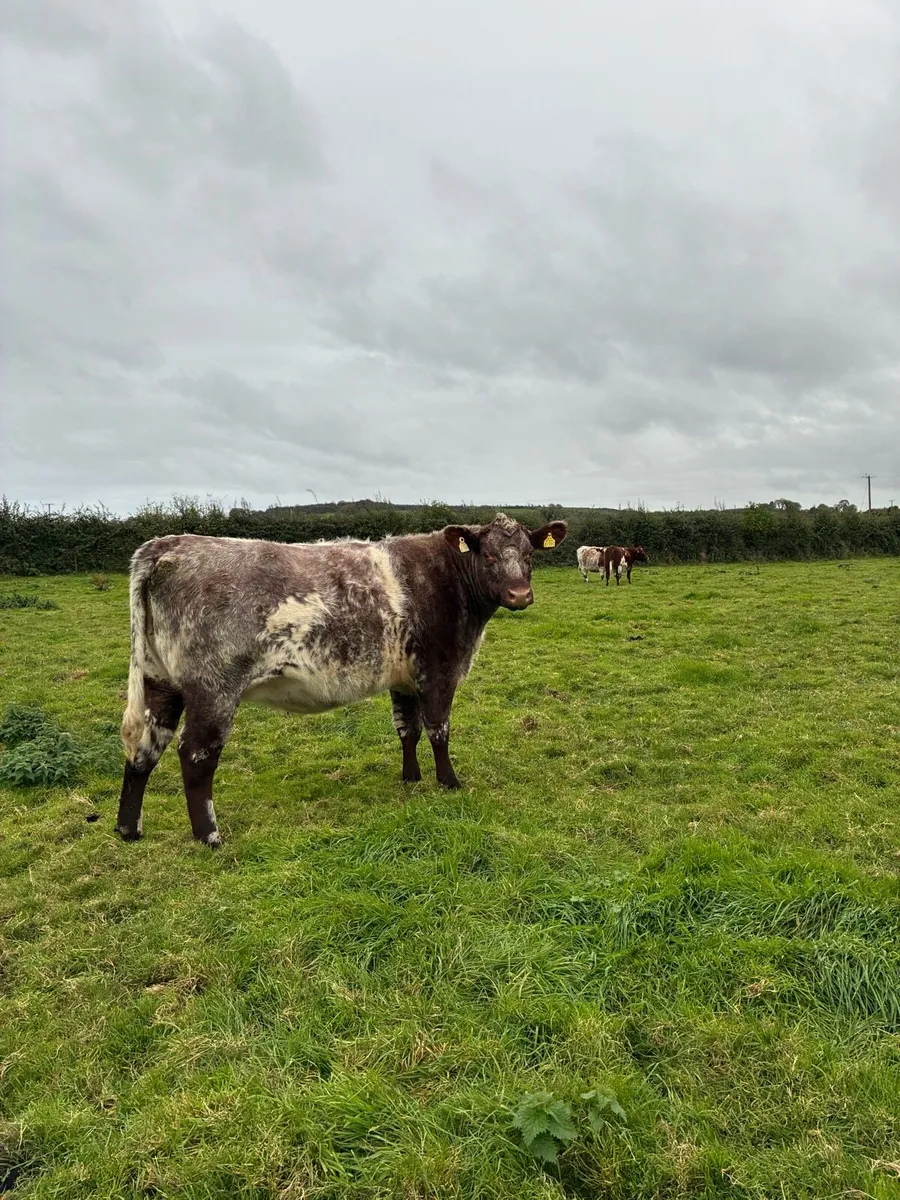 incalf shorthorn heifers - Image 2