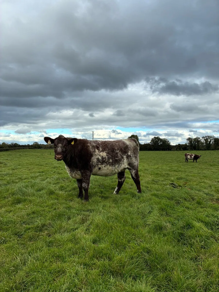 incalf shorthorn heifers - Image 1