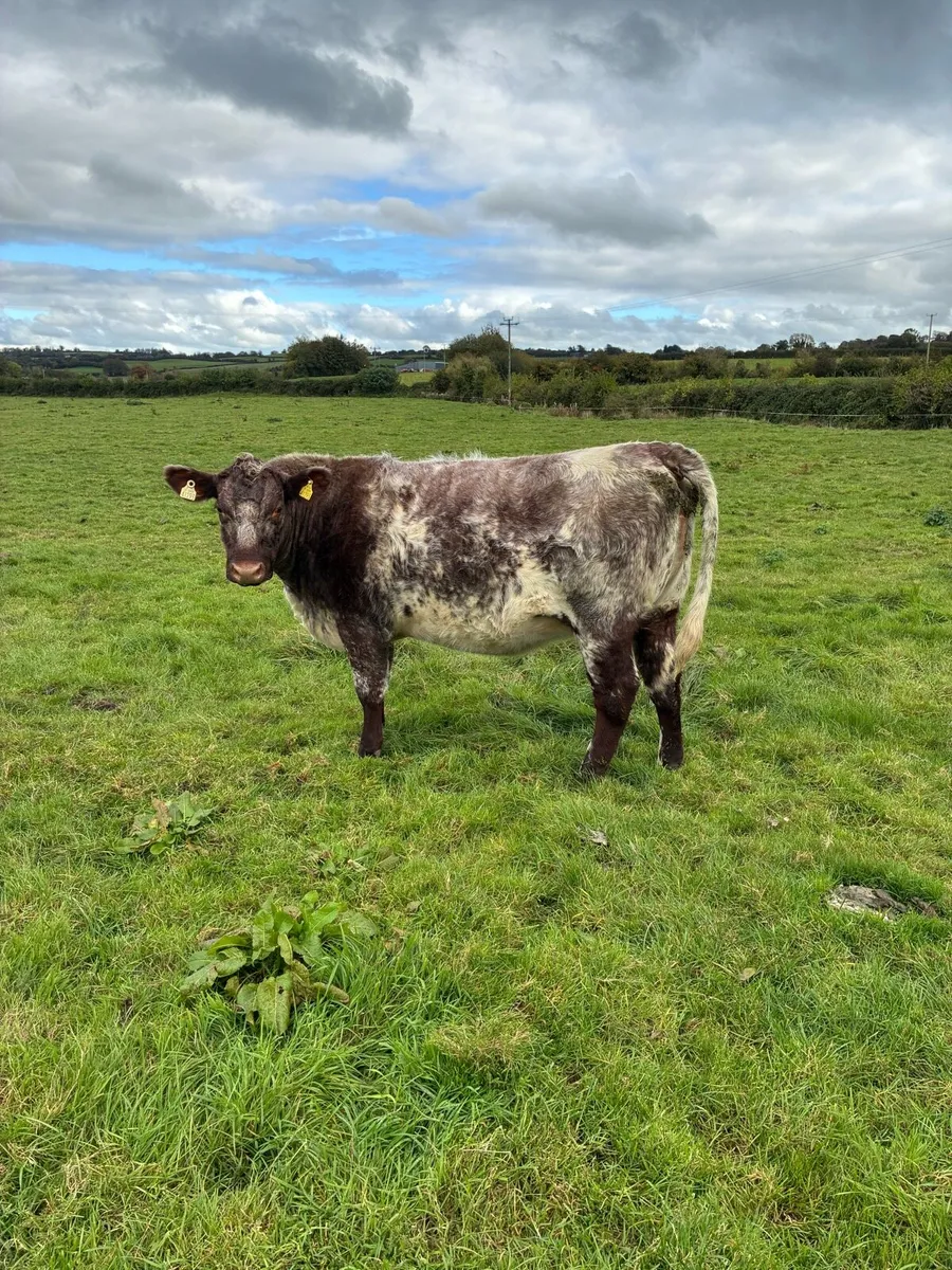 incalf shorthorn heifers - Image 3
