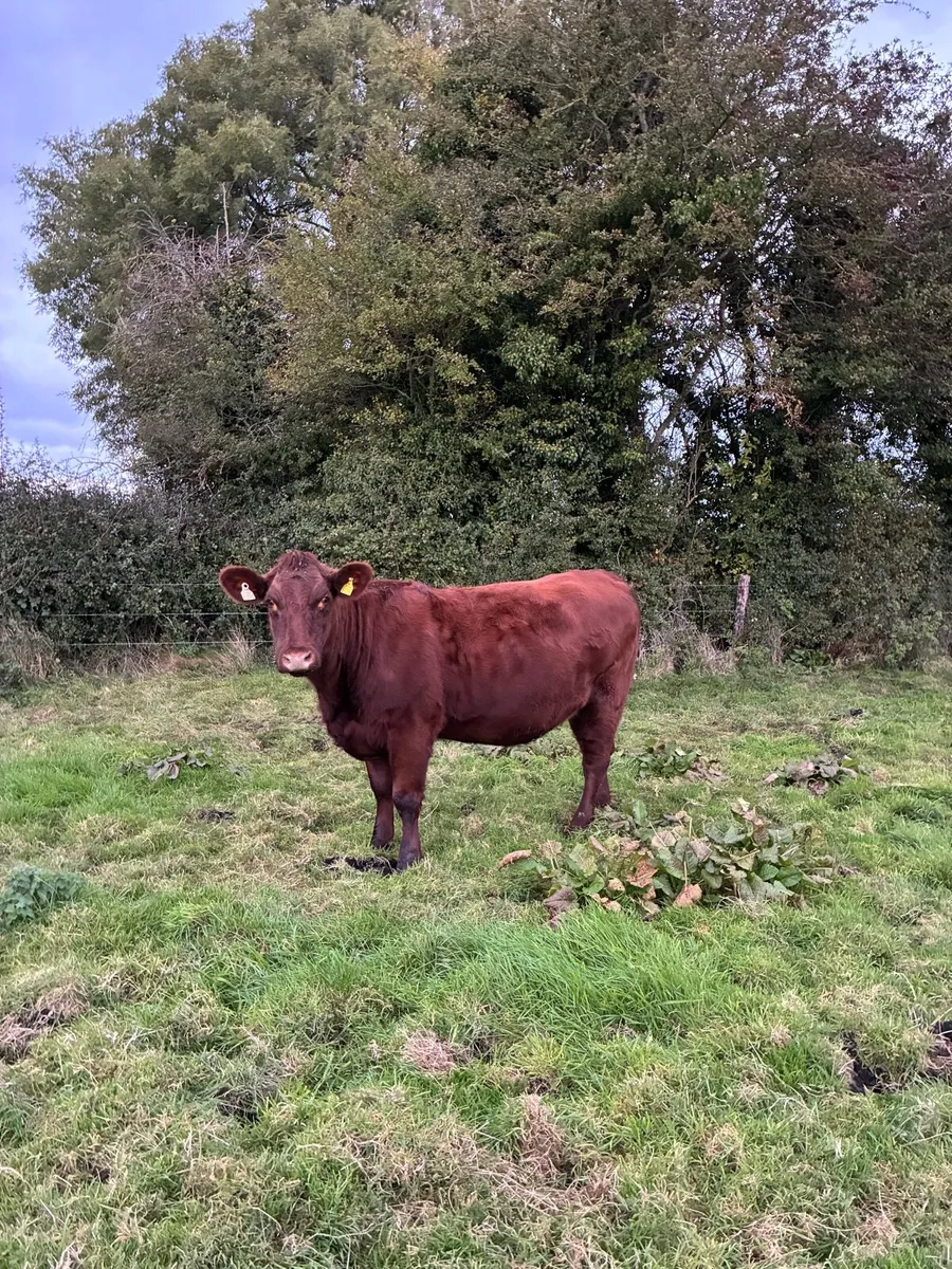 incalf shorthorn heifers - Image 4