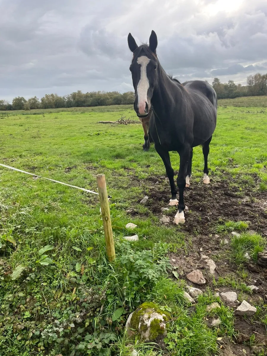 Mare in foal for sale - Image 1
