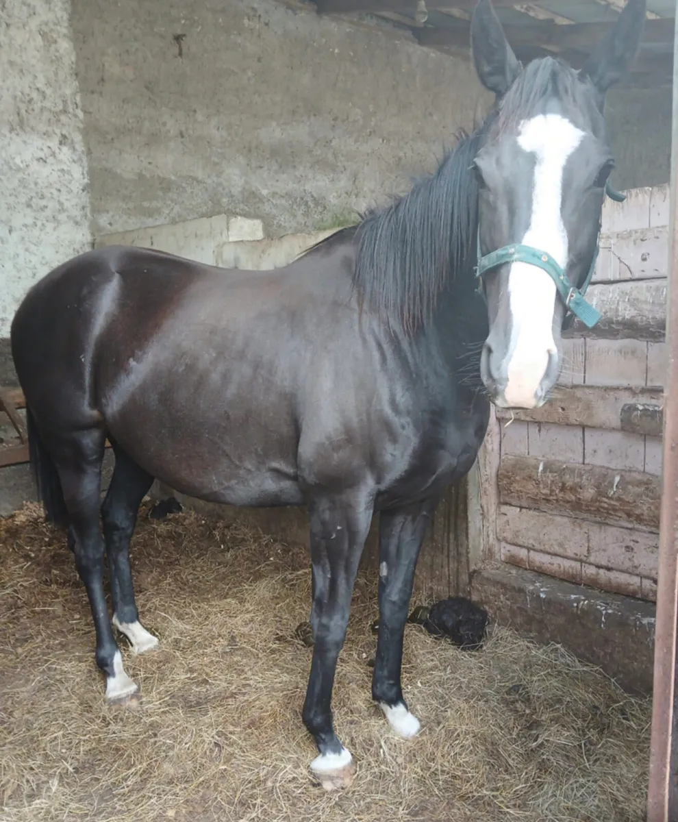 Mare in foal for sale - Image 2