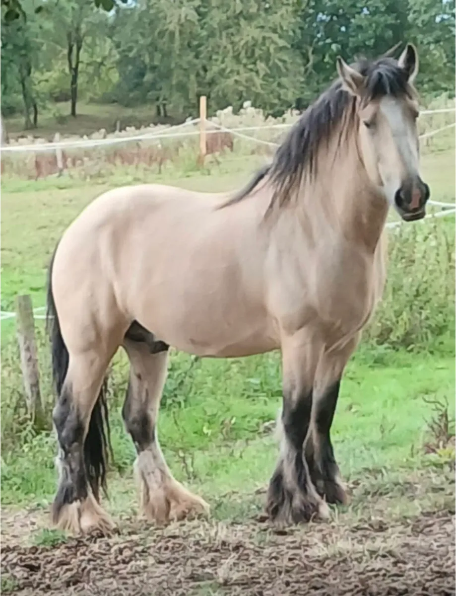 Mare in foal for sale - Image 3
