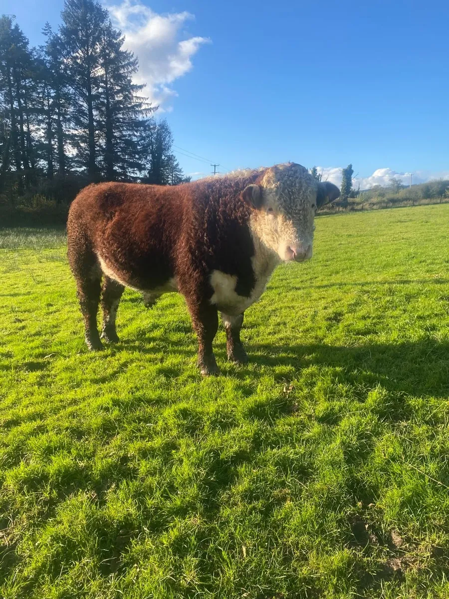 Hereford bull - Image 1