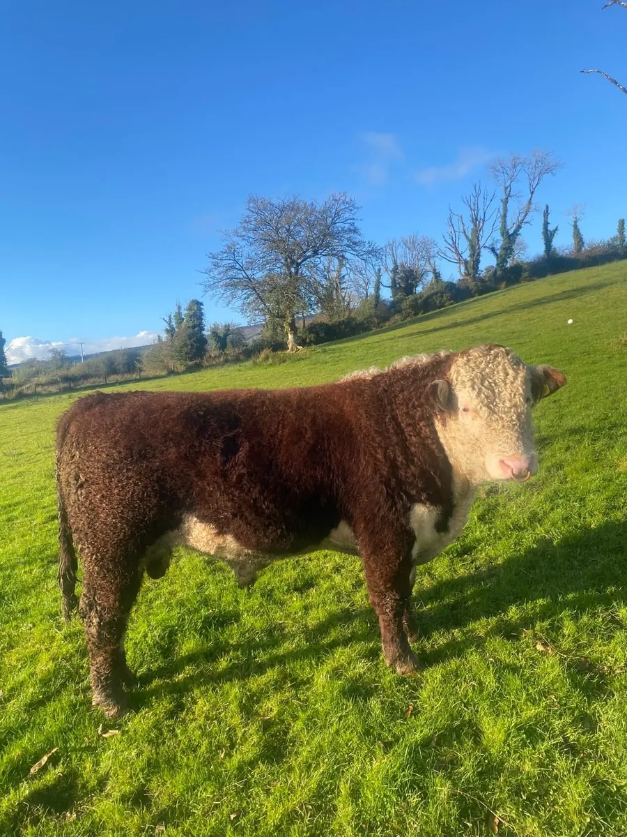 Hereford bull - Image 2