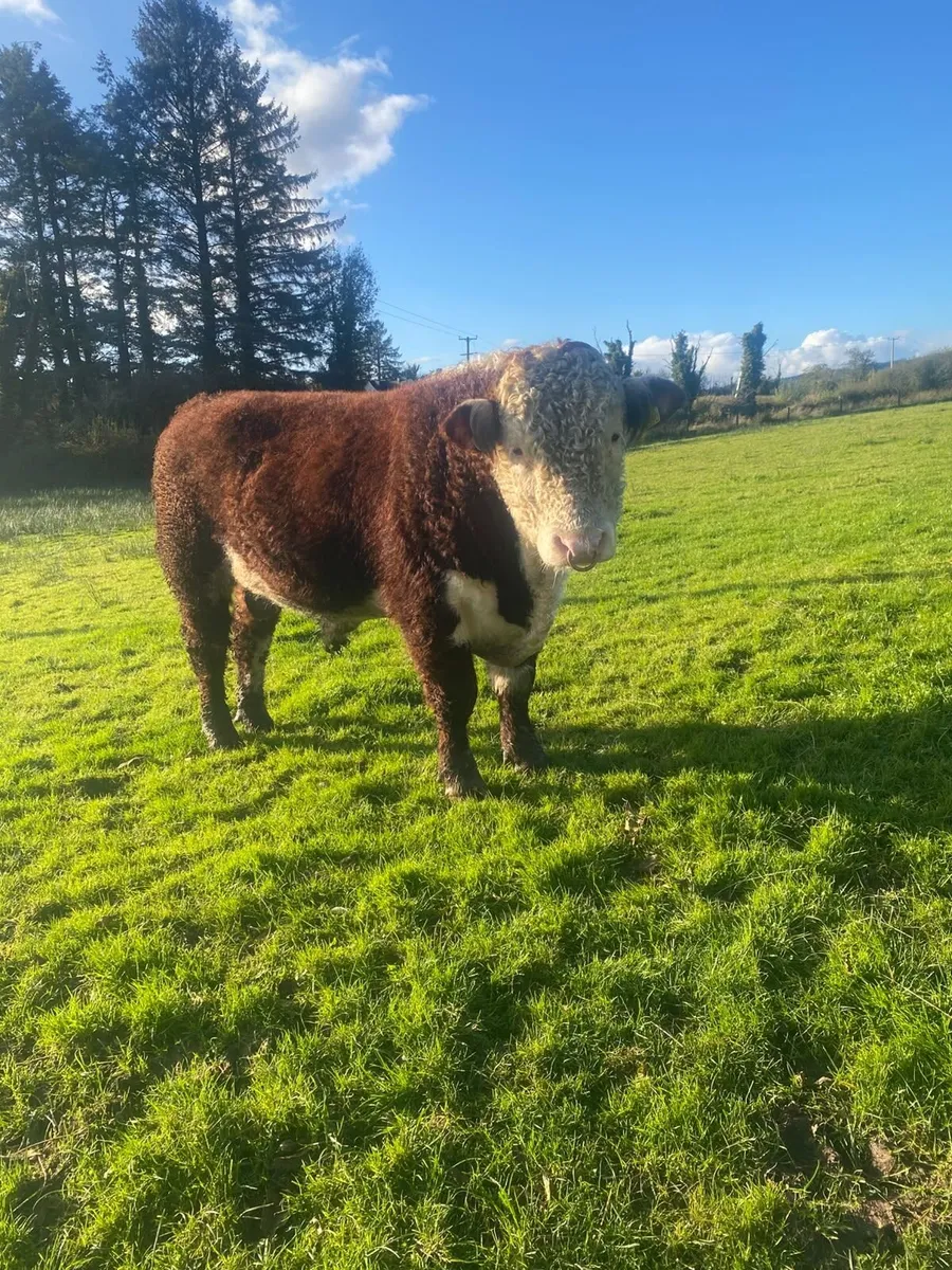 Hereford bull - Image 3