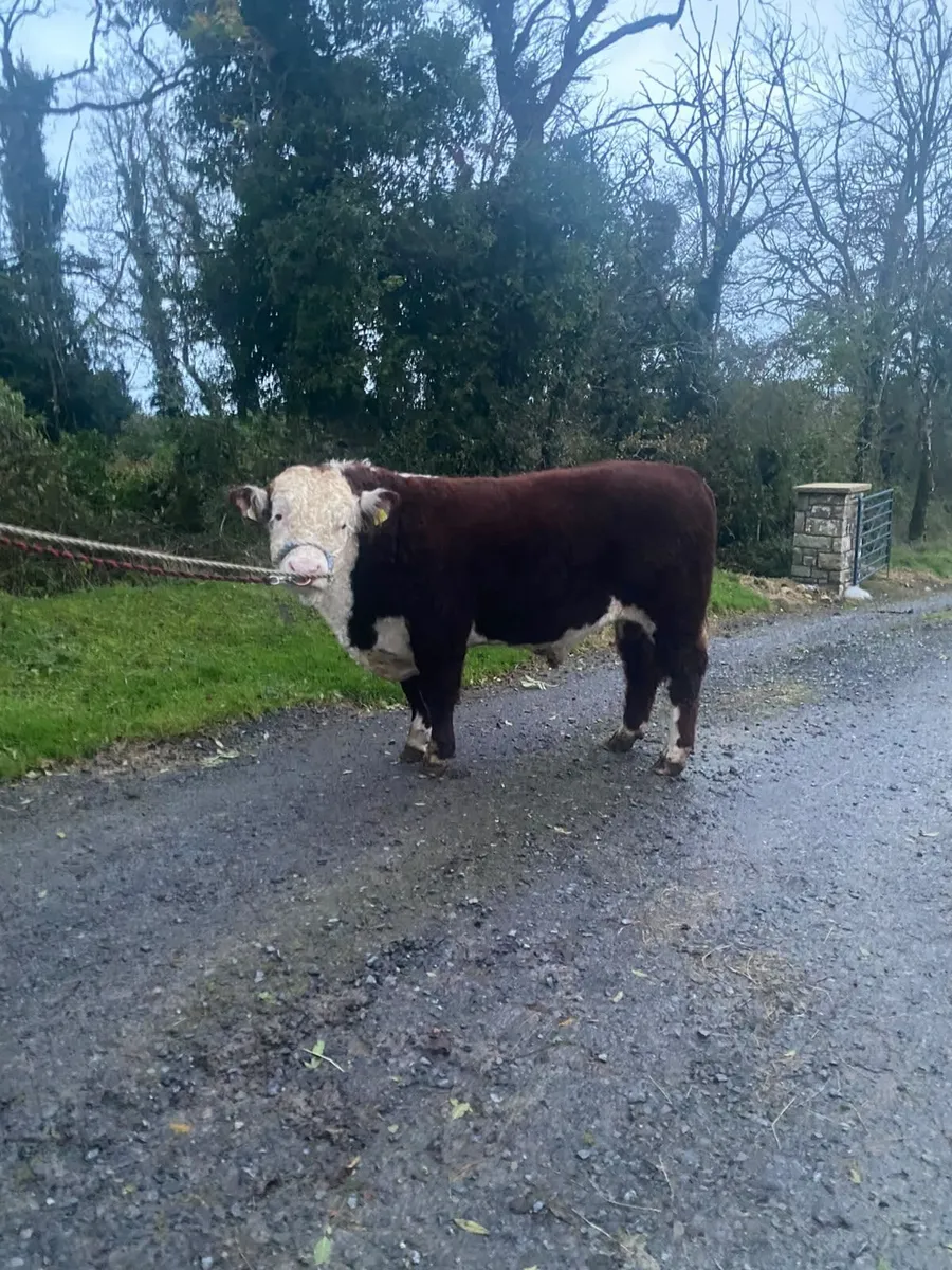 Hereford bull - Image 4
