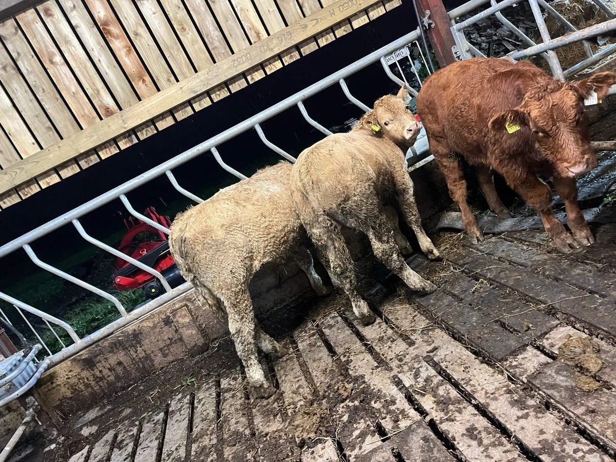 3 super bull weanings - Image 3