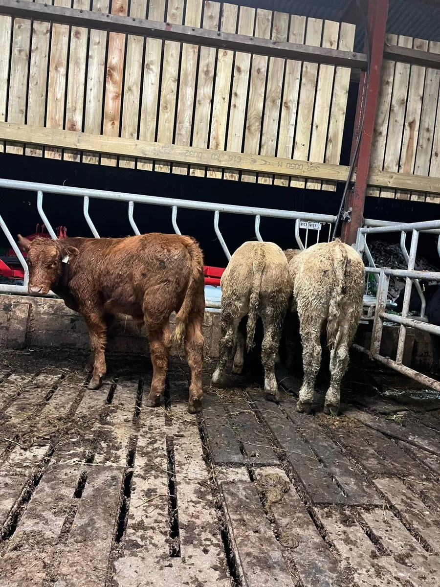3 super bull weanings - Image 4