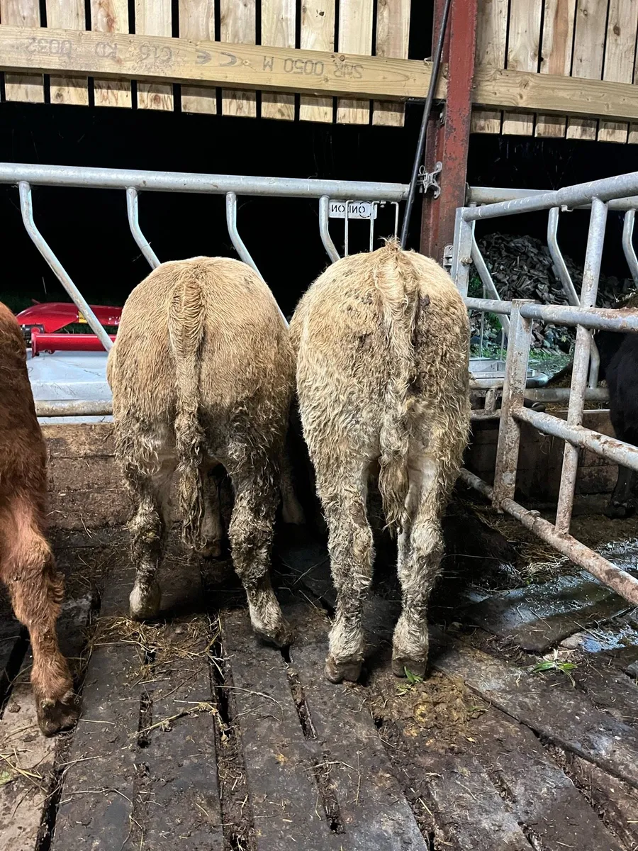3 super bull weanings - Image 1
