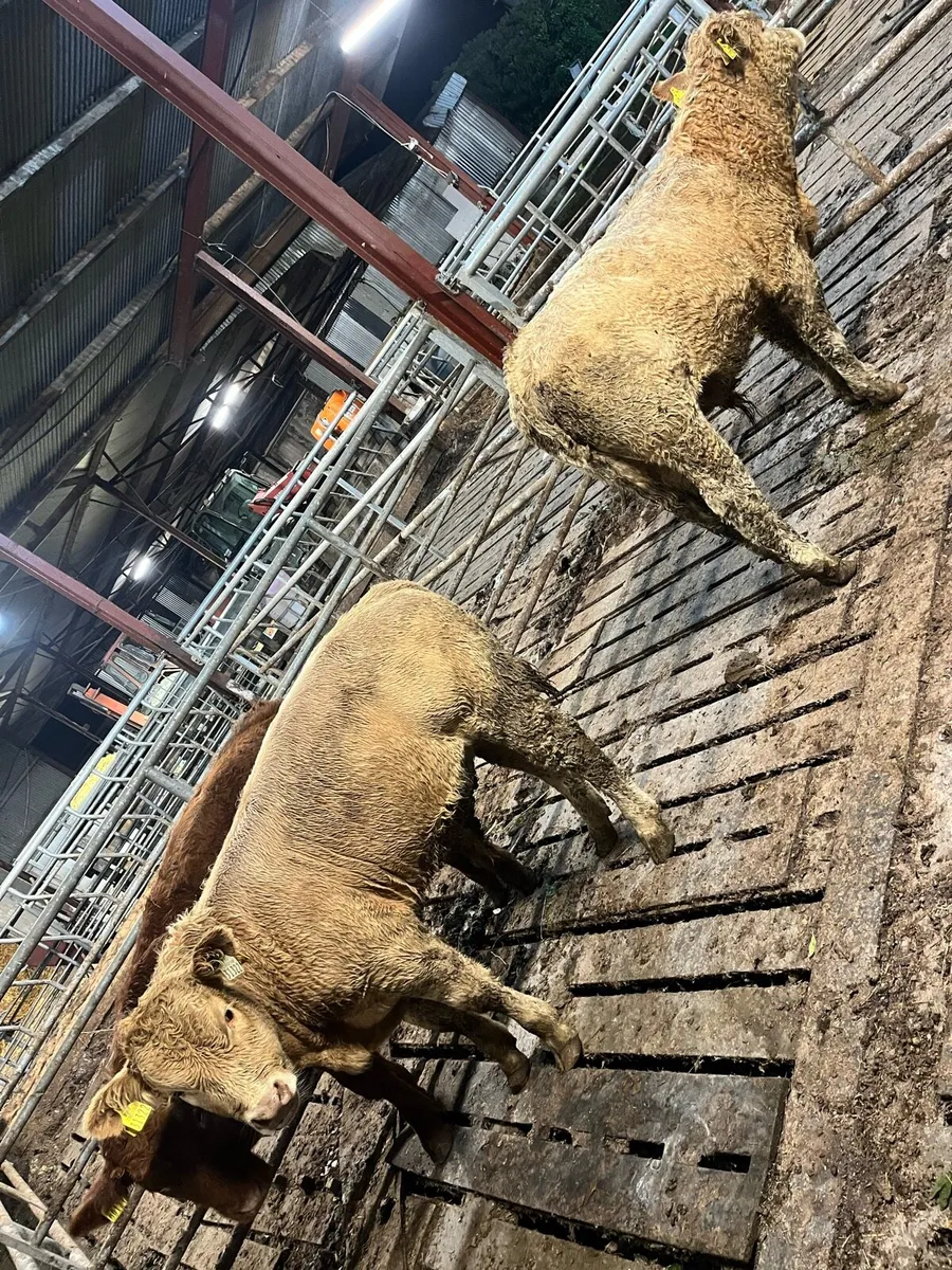 3 super bull weanings - Image 2