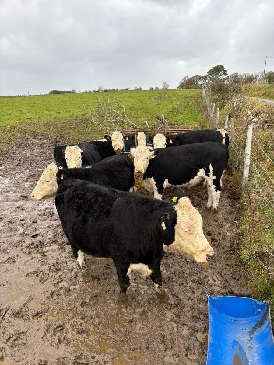 Cattle - Image 3