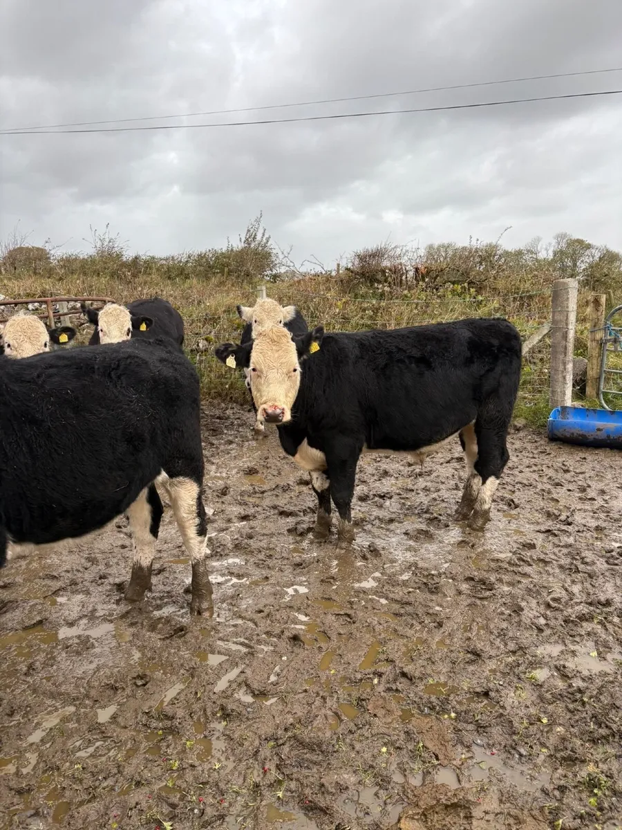 Cattle - Image 4