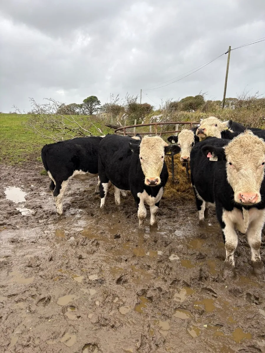 Cattle - Image 2