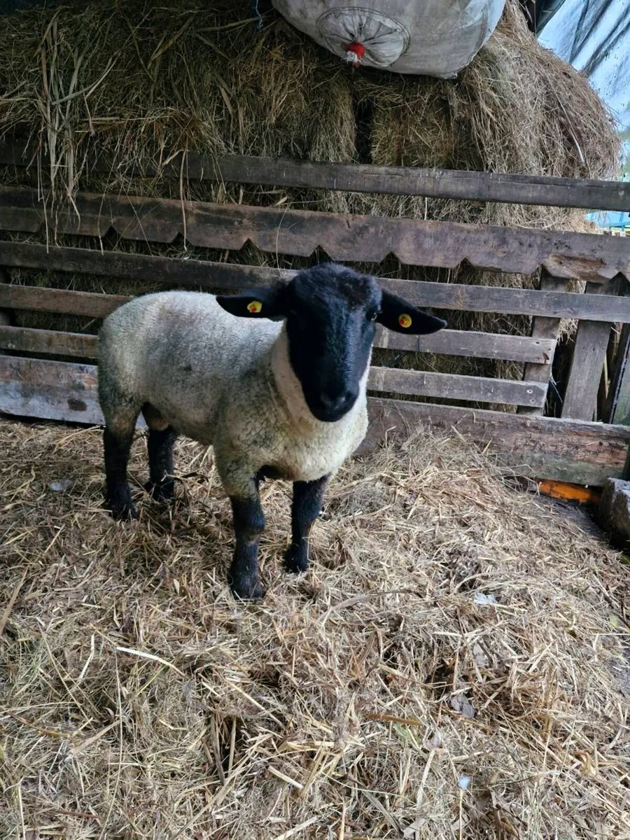 PB Suffolk Hogget Ram - Image 1