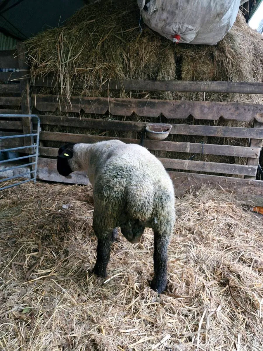 PB Suffolk Hogget Ram - Image 2