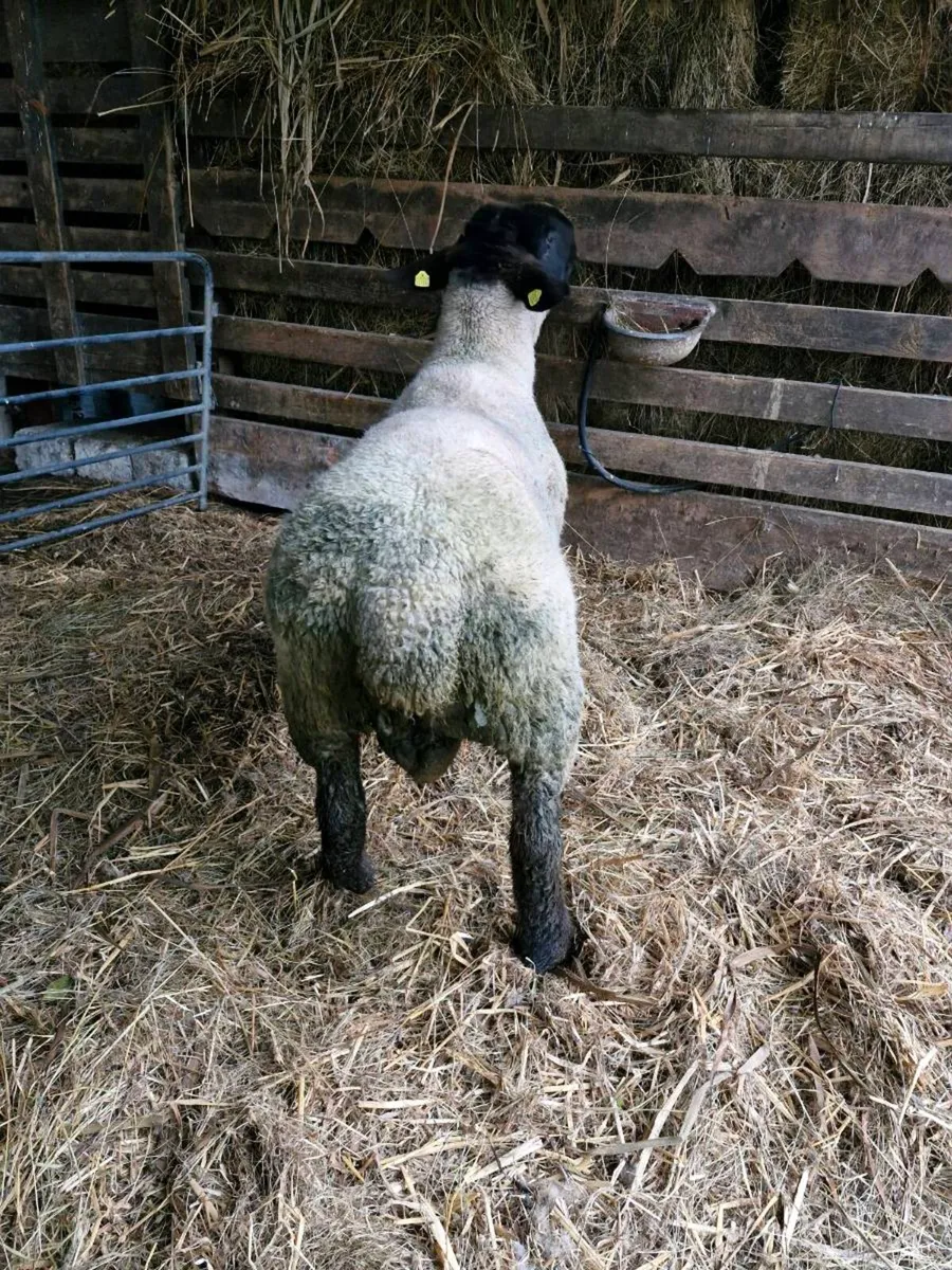 PB Suffolk Hogget Ram - Image 3