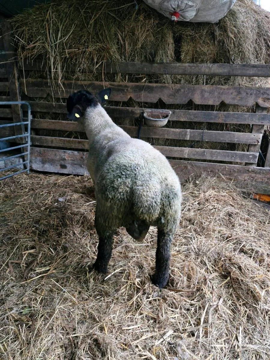PB Suffolk Hogget Ram - Image 4