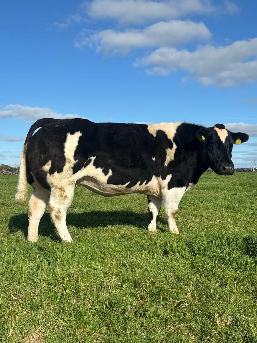 💥HEIFERS FOR BALLA MART 31st OCTOBER💥 - Image 1