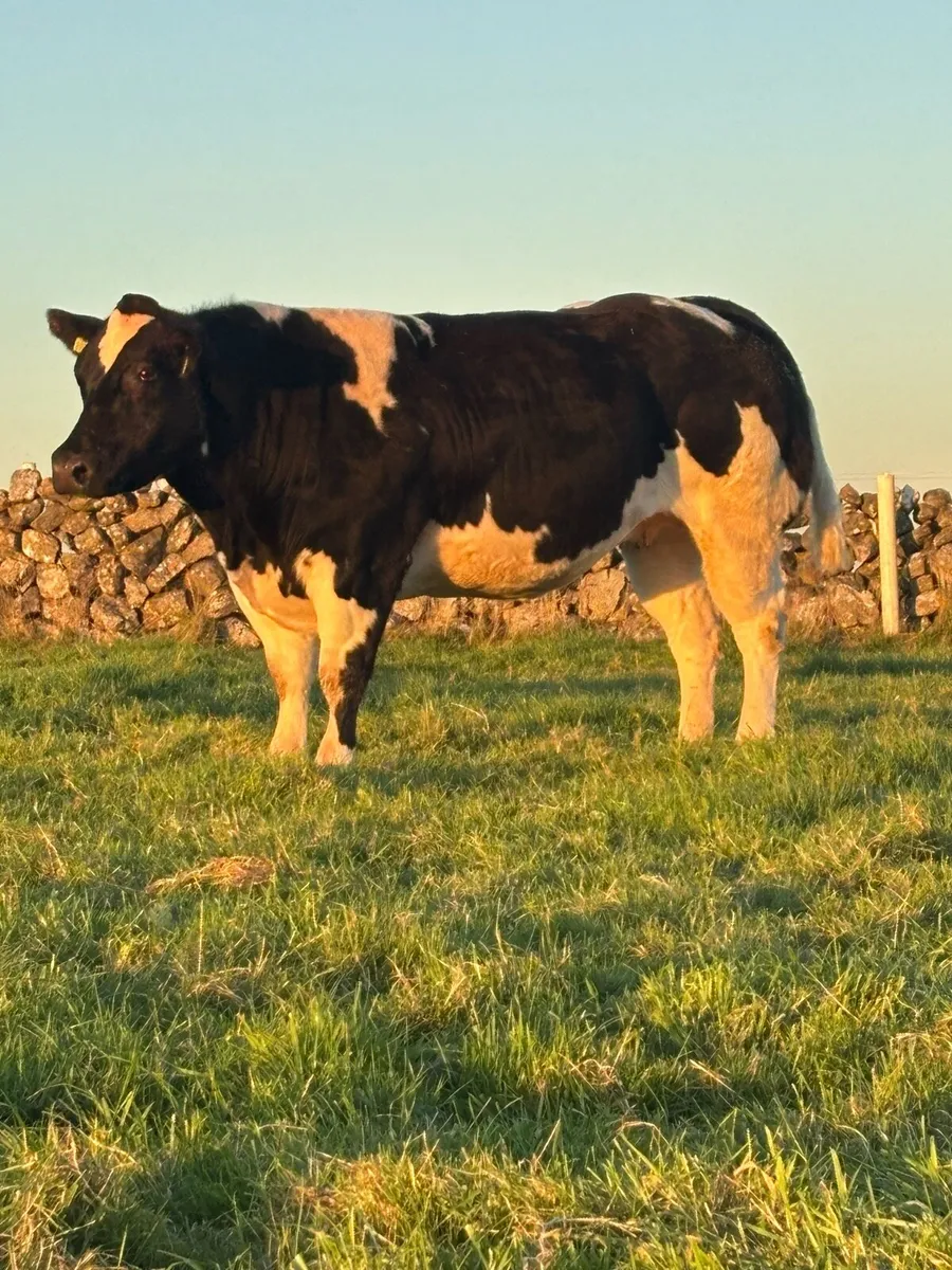 💥HEIFERS FOR BALLA MART 31st OCTOBER💥 - Image 2